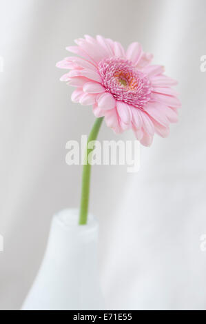 High key d'un Gerbera rose dans un vase avec un fond blanc tissu Banque D'Images