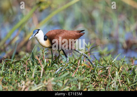 Vue latérale d'un Africain Jacana (Actophilornis africanus) marcher dans l'herbe Banque D'Images