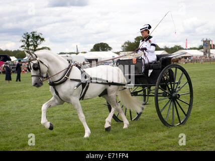 Un participant dans la salle de classe non faisceau conduite à l'Edenbridge hackney et salon de l'agriculture Oxted Banque D'Images