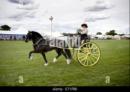 Un participant dans la salle de classe non faisceau conduite à l'Edenbridge hackney et salon de l'agriculture Oxted Banque D'Images