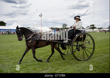 Un participant dans la salle de classe non faisceau conduite à l'Edenbridge hackney et salon de l'agriculture Oxted Banque D'Images