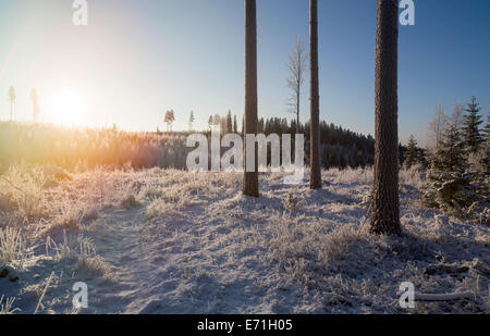 Première neige dans la forêt , Finlande Banque D'Images