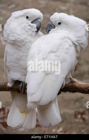 Parapluie ou cacatoès blanc (Cacatua alba). Paire. Les oiseaux de volière. Originaire d'Indonésie. Banque D'Images