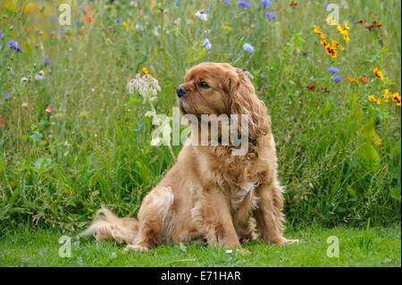 King Charles Spaniel était assis en face de wild flower meadow Banque D'Images