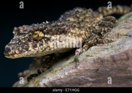 Leaf tail gecko / Saltuarius wyberba Banque D'Images