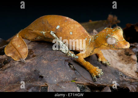 Satanic / gecko à queue de feuille, Uroplatus phantasticus Banque D'Images