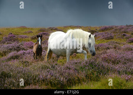 Poney poneys sauvages et poulain walking in heather sur Long Mynd Shropshire Uk Banque D'Images