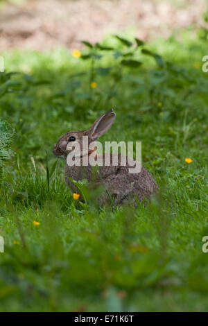 Lapin de garenne (Oryctolagus cuniculus). Souffrant d'un stade précoce de myxomatose. Un virus transmis par les puces de lapin. Banque D'Images