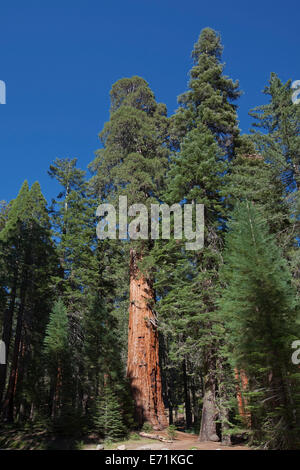 Sequoia National Park est un parc national dans le sud de la Sierra Nevada à l'est de Visalia, Californie, aux États-Unis. La pa Banque D'Images