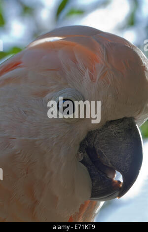 Saumon-Moluques ou cacatoès à huppe jaune (Cacatua moluccensis). Le projet de loi ou de bec. Banque D'Images