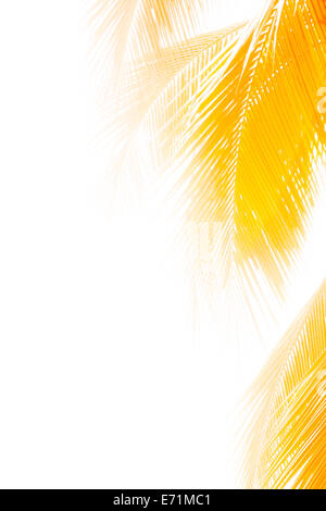 Des feuilles de cocotier golden Banque D'Images