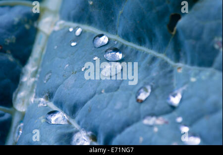 Des gouttelettes sur les feuilles Banque D'Images