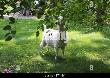 Une chèvre à mâcher sur feuilles sur un arbre. Banque D'Images