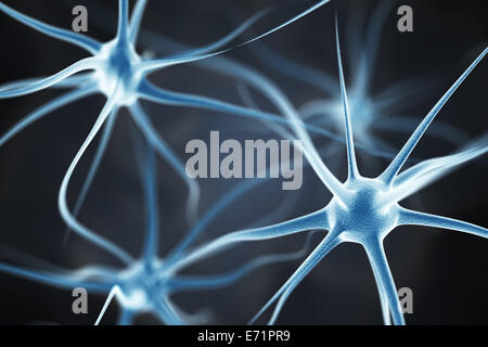 Les neurones dans le cerveau Banque D'Images