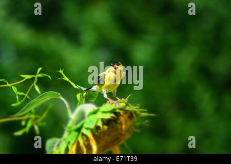 Chardonneret jaune sur le tournesol Banque D'Images