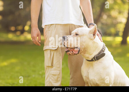 L'homme et le chien Argentino à pied dans le parc. Banque D'Images