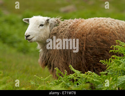 Moutons Herdwick, héritage britannique Race à laine marron et blanc, les visages sur les Maures en Lake District, Cumbria, Angleterre Banque D'Images