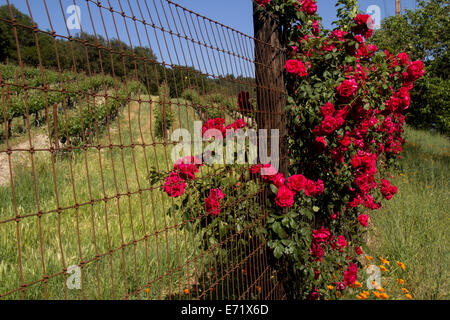 Rosier sur une clôture le long d'un vignoble, Napa, Californie, États-Unis, Amérique du Nord. Banque D'Images