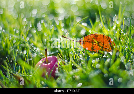 Pomme rouge et feuille d'automne en vert herbe rosée. Automne arrière-plan flou de temps Banque D'Images