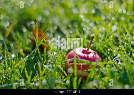 Fond d'herbe matin rosée flou avec pomme rouge dans le jardin Banque D'Images