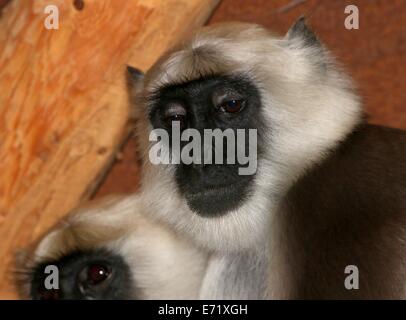 Des plaines du Nord mâle langur gris (Semnopithecus animaux singe) close-up Banque D'Images