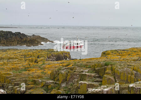 Le rouge et le blanc avec les passagers de bateaux d'excursion au large de la côte rocheuse des îles Farne près de English village côtier de Seahouses Banque D'Images