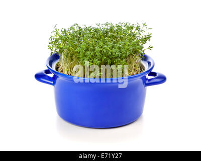 En pot plantes cresson bleu en cocotte, isolé sur fond blanc Banque D'Images