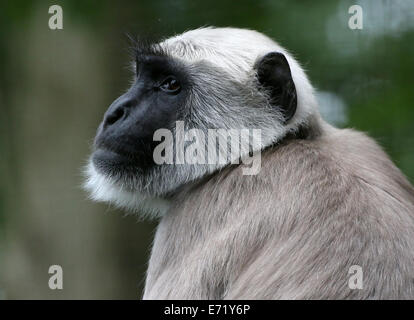 Plaines du Nord gray langur (Semnopithecus animaux singe) portrait Banque D'Images