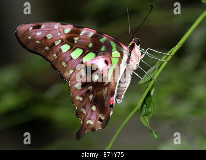 Vert queue Jay Butterfly (Graphium agamemnon) alias Triangle vert ou vert-spotted Triangle, vue ventrale Banque D'Images