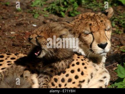 Femelle Guépard (Acinonyx jubatus) avec l'un de ses rejetons Banque D'Images