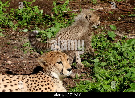 Femelle Guépard (Acinonyx jubatus) avec l'un de ses six oursons Banque D'Images