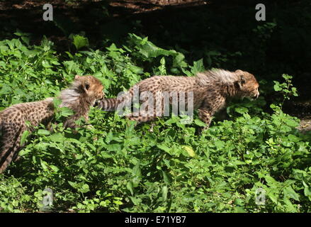 Deux jeunes Guépard (Acinonyx jubatus) louveteaux la chasse et l'exploration Banque D'Images