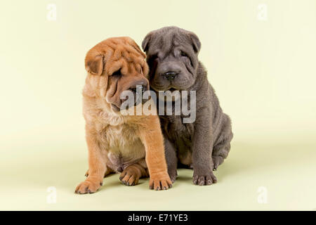 Deux chiots Shar-Pei, 8 semaines, les mâles, rouge et bleu Banque D'Images