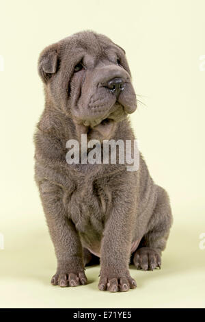 Shar-Pei chiot, 8 semaines vieux, homme, couleur bleu Banque D'Images