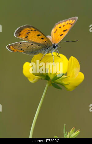 (Lycaena dispar grande), Burgenland, Autriche Banque D'Images