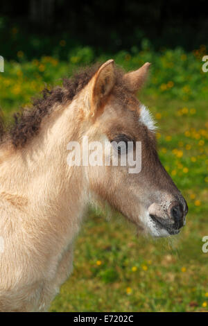 Cheval islandais, poulain Banque D'Images