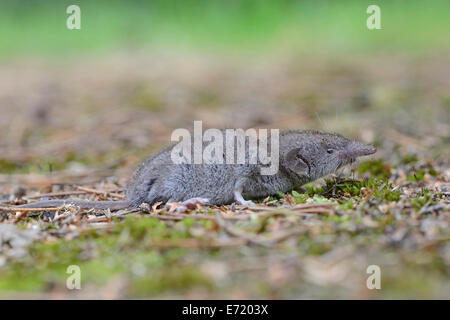 L'musaraigne Crocidura suaveolens (crantée), de l'Ems, Basse-Saxe, Allemagne Banque D'Images