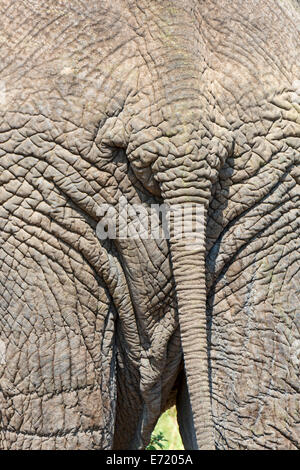 L'éléphant africain (Loxodonta africana), vue arrière, Maasai Mara National Reserve, Kenya Banque D'Images