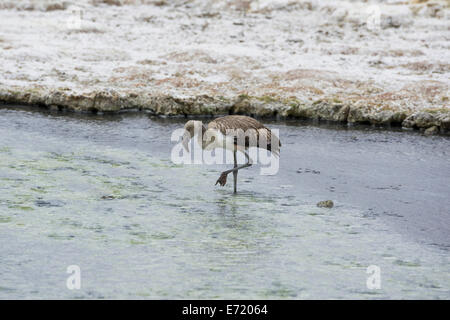 Flamant des Andes pour mineurs (phoenicoparrus andinus), salt lake, Salar de Surire putre, arica y parinacota, Chili Banque D'Images