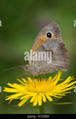 (Maniola jurtina Meadow Brown) sur un la Yellowhead (Inula britannica), Burgenland, Autriche Banque D'Images