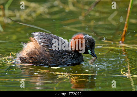 Grèbe castagneux (Tachybaptus ruficollis), Tyrol, Autriche Banque D'Images