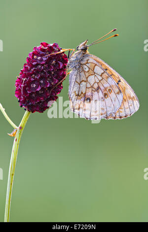 Marbré de moindre (Brenthis ino) Boloria, Tyrol, Autriche Banque D'Images