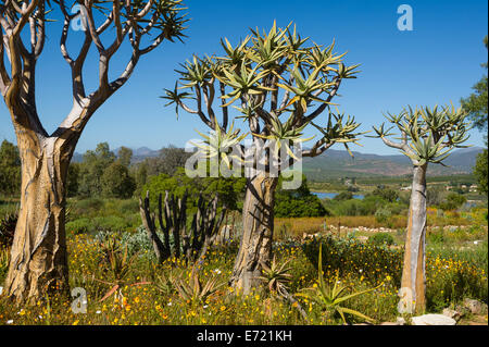 Dans Kocurbooms Ramskop Jardin de fleurs sauvages, de Clanwilliam, Afrique du Sud Banque D'Images