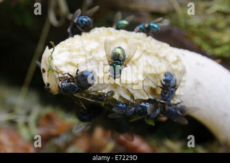 Greenbottle, Lucilia caesar et Bluebottles, Calliphora vomitoria Phallus impudicus, attiré par l', Phalle impudique, UK Banque D'Images