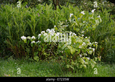 Philadelphus coronarius Seringat, bush, Pays de Galles, Royaume-Uni. Banque D'Images