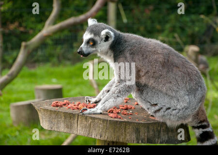 Ring-Tailed lémurien dans le zoo de Whipsnade, Dunstable, Bedfordshire, Royaume-Uni Banque D'Images