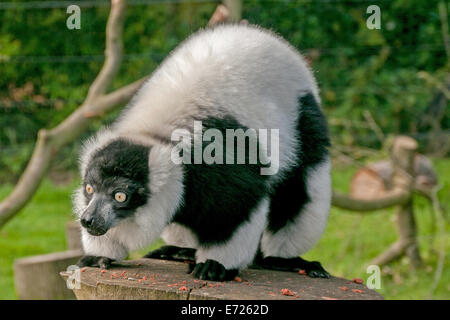 Le Lémurien Indri (Babakoto) dans le zoo de Whipsnade, Dunstable, Bedfordshire, Royaume-Uni Banque D'Images