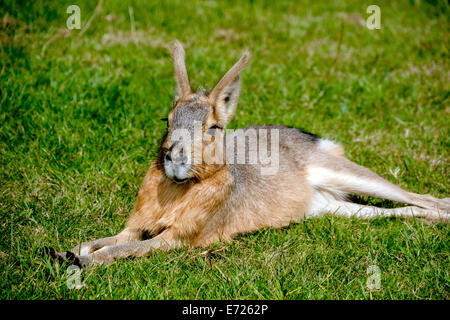 Patagonie UN Mara, dans le zoo de Whipsnade, Dunstable, Bedfordshire, Royaume-Uni Banque D'Images