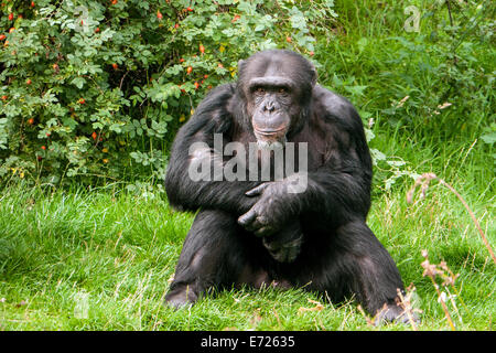 Chimpanzé dans le zoo de Whipsnade, Dunstable, Bedfordshire, Royaume-Uni Banque D'Images