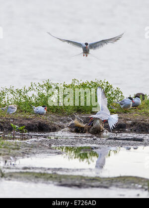 Le Canard colvert et la sterne pierregarin combats ; Anas platyrhynchos ; Sterna hirundo Banque D'Images